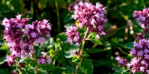 Kako posaditi origano (origano) na otvorenom tlu
